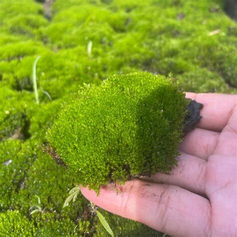 青苔 苔蘚